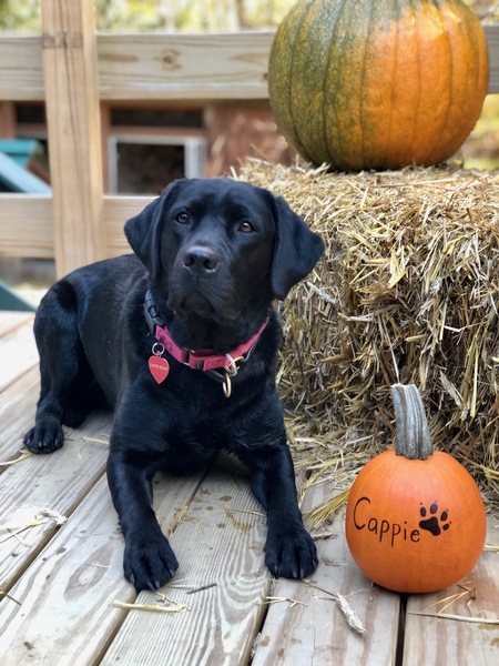 Entry image for Cappie. Clicking this image will show a larger photo