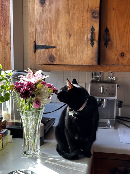 Entry image for Snowball - because the very tip of her tail is white.  It was her name when we adopted her. . Clicking this image will show a larger photo