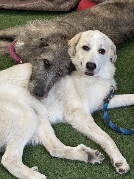 Entry image for Aoife (left) and Lincoln (right). Clicking this image will show a larger photo