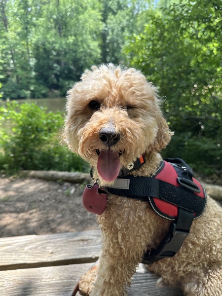 Entry image for Obi . Clicking this image will show a larger photo