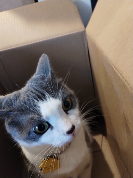 Entry image for Mishka. Clicking this image will show a larger photo