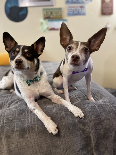 Entry image for Waylon and Rogue. Clicking this image will show a larger photo