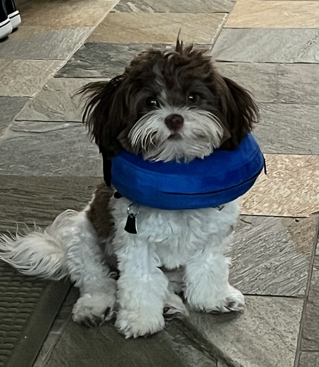 Entry image for Scooter. Clicking this image will show a larger photo