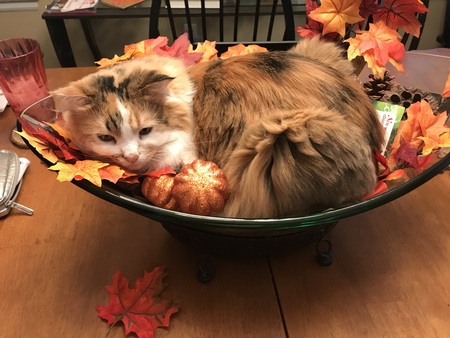 Entry image for Zoe. Clicking this image will show a larger photo