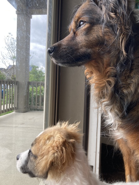 Entry image for Dash and Marshmallow Sprinkles. Clicking this image will show a larger photo