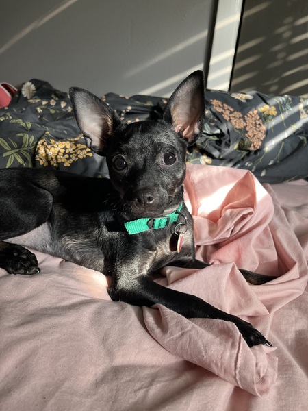 Entry image for Miss Malone. Clicking this image will show a larger photo