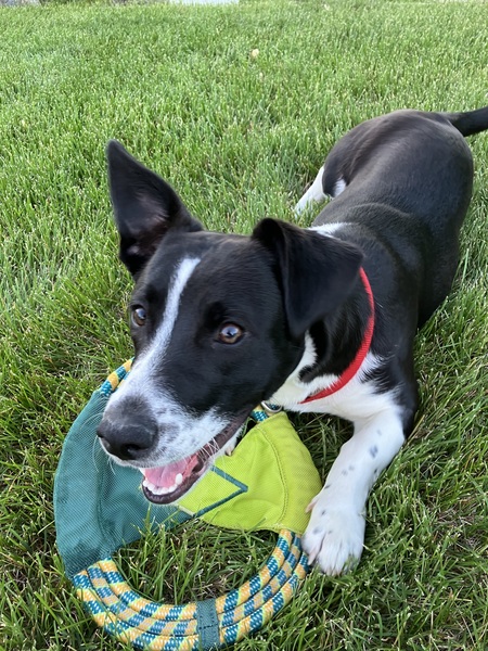 Entry image for Shadow. Clicking this image will show a larger photo