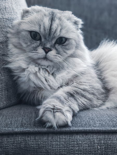 Entry image for Mr. Finn. Clicking this image will show a larger photo