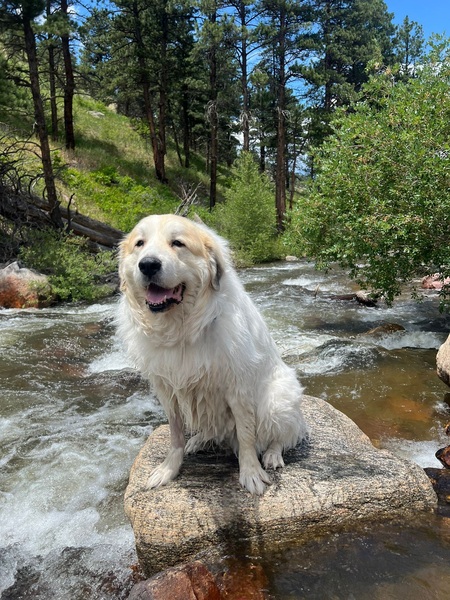 Entry image for Farley. Clicking this image will show a larger photo