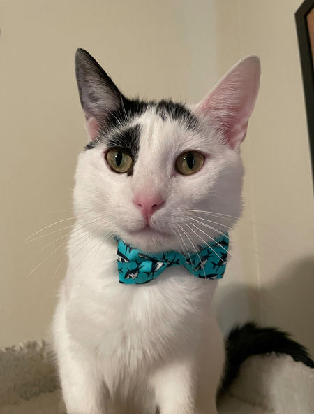 Entry image for Cloud. Clicking this image will show a larger photo