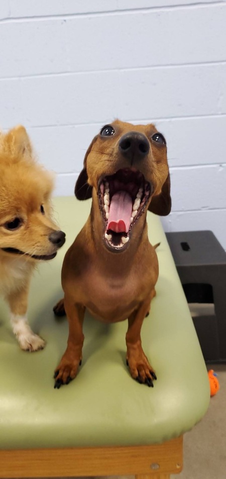 Entry image for Izzy. Clicking this image will show a larger photo