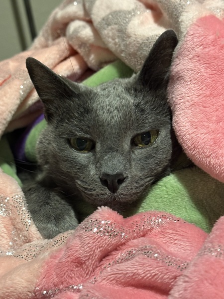 Entry image for Spock. Clicking this image will show a larger photo