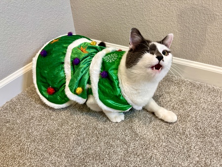 Entry image for Captain Pico. Clicking this image will show a larger photo