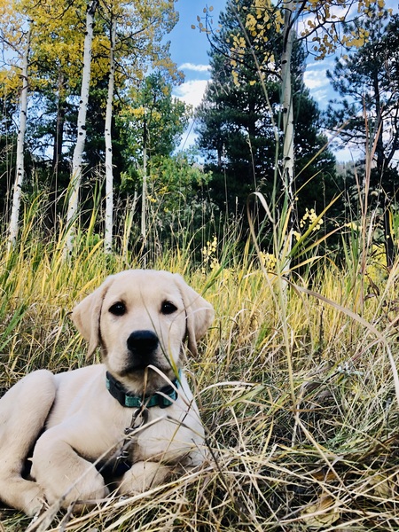 Entry image for Winnie. Clicking this image will show a larger photo