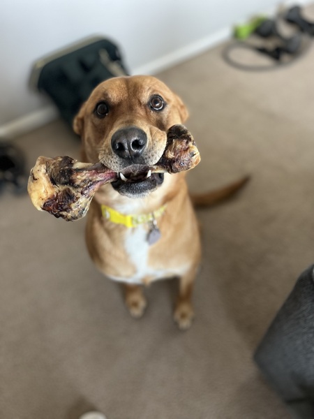 Entry image for Nala. Clicking this image will show a larger photo