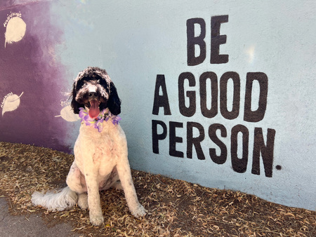 Entry image for Bingley Rose. Clicking this image will show a larger photo