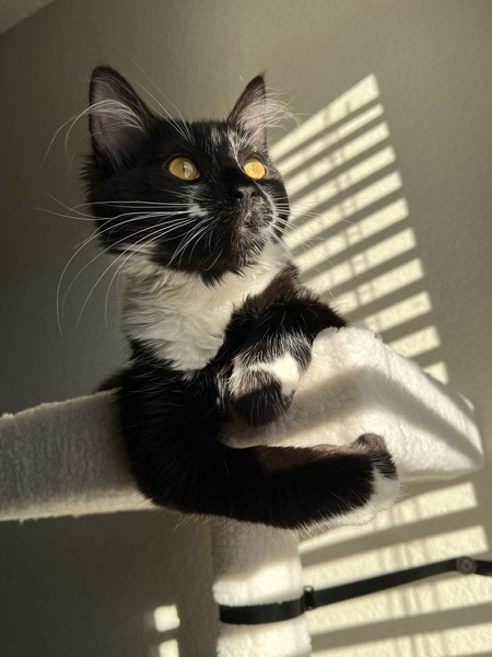 Entry image for Calamari. Clicking this image will show a larger photo