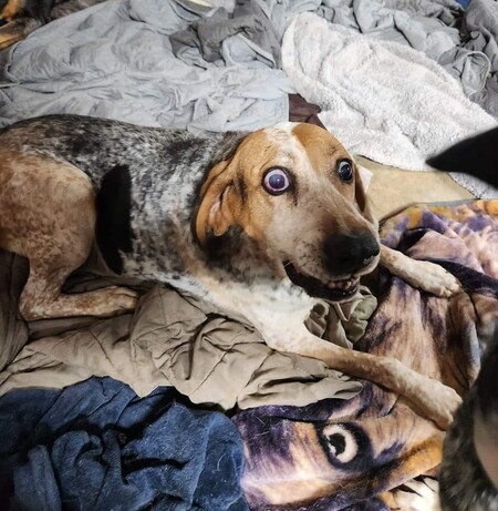 Entry image for Beaux. Clicking this image will show a larger photo