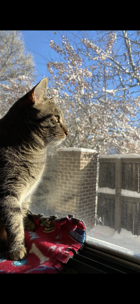 Entry image for Goro. Clicking this image will show a larger photo