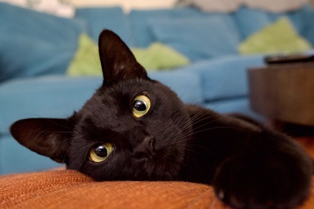 Entry image for Cleocatra. Clicking this image will show a larger photo