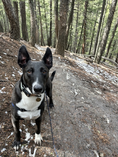 Entry image for Kaiju. Clicking this image will show a larger photo