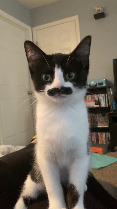 Entry image for Sir Winston. Clicking this image will show a larger photo