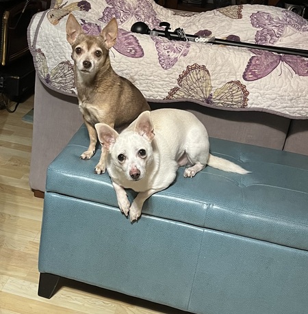 Entry image for Lexi and Chester. Clicking this image will show a larger photo
