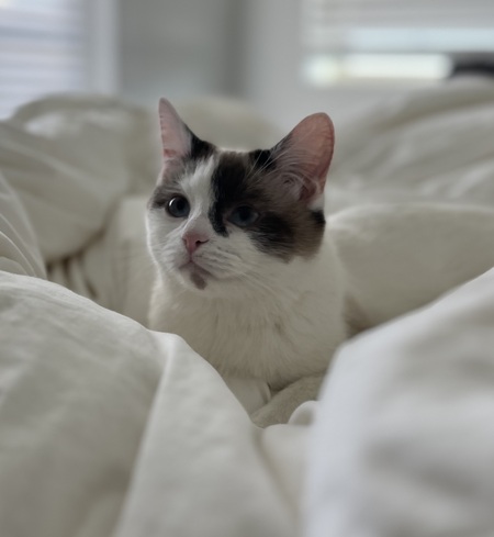 Entry image for Aranea. Clicking this image will show a larger photo