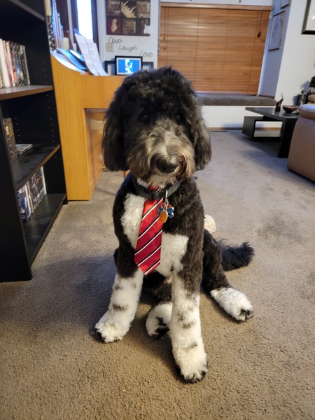 Entry image for Fozzi Bear. Clicking this image will show a larger photo