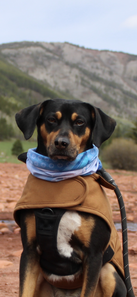 Entry image for Duke. Clicking this image will show a larger photo