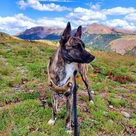 Entry image for Jetson Jolp. Clicking this image will show a larger photo