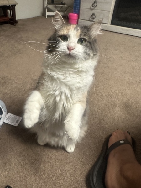 Entry image for Alli Belly Boo. Clicking this image will show a larger photo