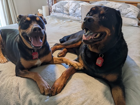 Entry image for Flynn and Odin. Clicking this image will show a larger photo