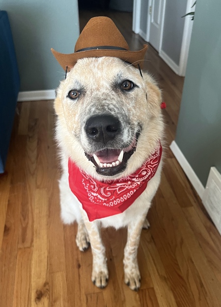 Entry image for Louie . Clicking this image will show a larger photo