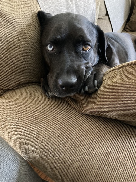 Entry image for Maggie. Clicking this image will show a larger photo