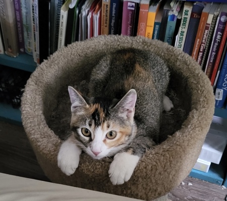 Entry image for Persica. Clicking this image will show a larger photo