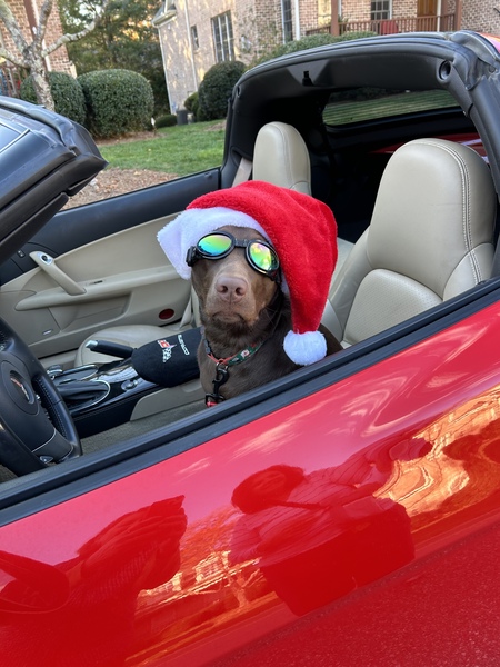 Entry image for Molly Brown. Clicking this image will show a larger photo