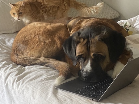 Entry image for Osito and Gato. Clicking this image will show a larger photo