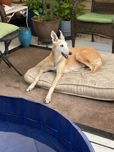 Entry image for Carmen. Clicking this image will show a larger photo