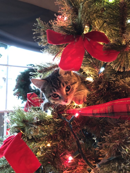 Entry image for Ringo. Clicking this image will show a larger photo