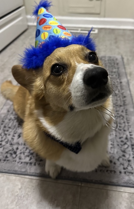 Entry image for Tito. Clicking this image will show a larger photo