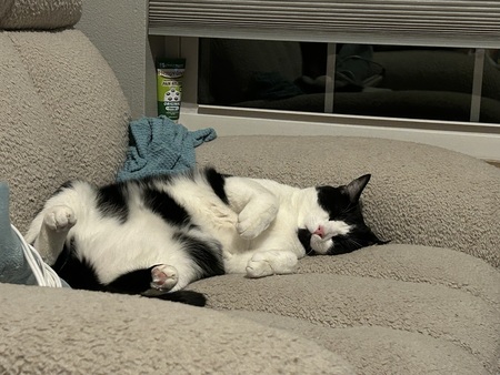 Entry image for Mini Moo. Clicking this image will show a larger photo