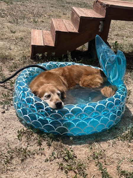 Entry image for Marley. Clicking this image will show a larger photo