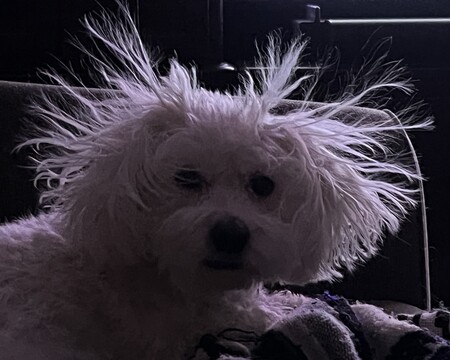 Entry image for Eddie. Clicking this image will show a larger photo