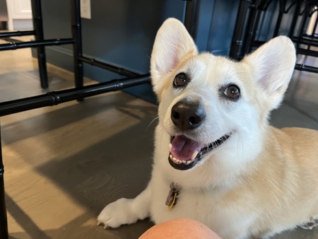 Entry image for Mabel. Clicking this image will show a larger photo