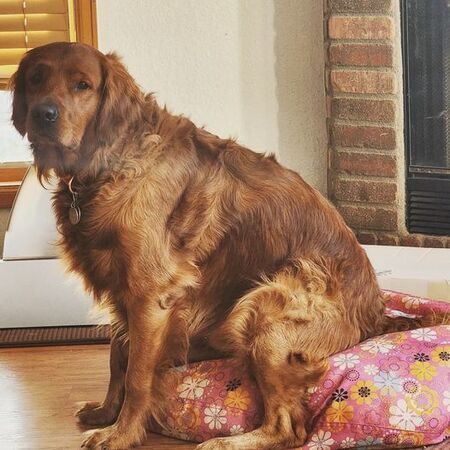 Entry image for Dakota. Clicking this image will show a larger photo