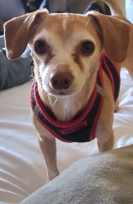 Entry image for Poquito . Clicking this image will show a larger photo