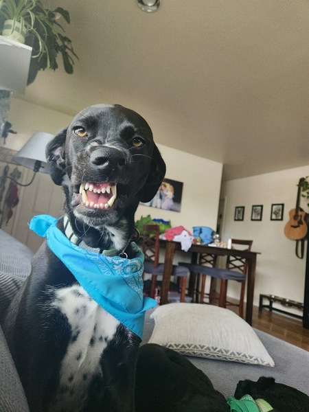 Entry image for Holly. Clicking this image will show a larger photo