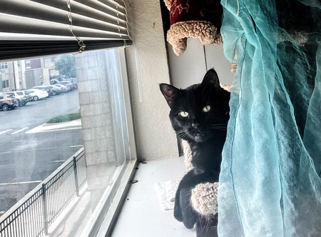 Entry image for Scarlet. Clicking this image will show a larger photo