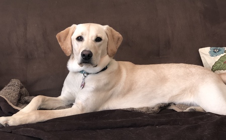 Entry image for Hazel. Clicking this image will show a larger photo